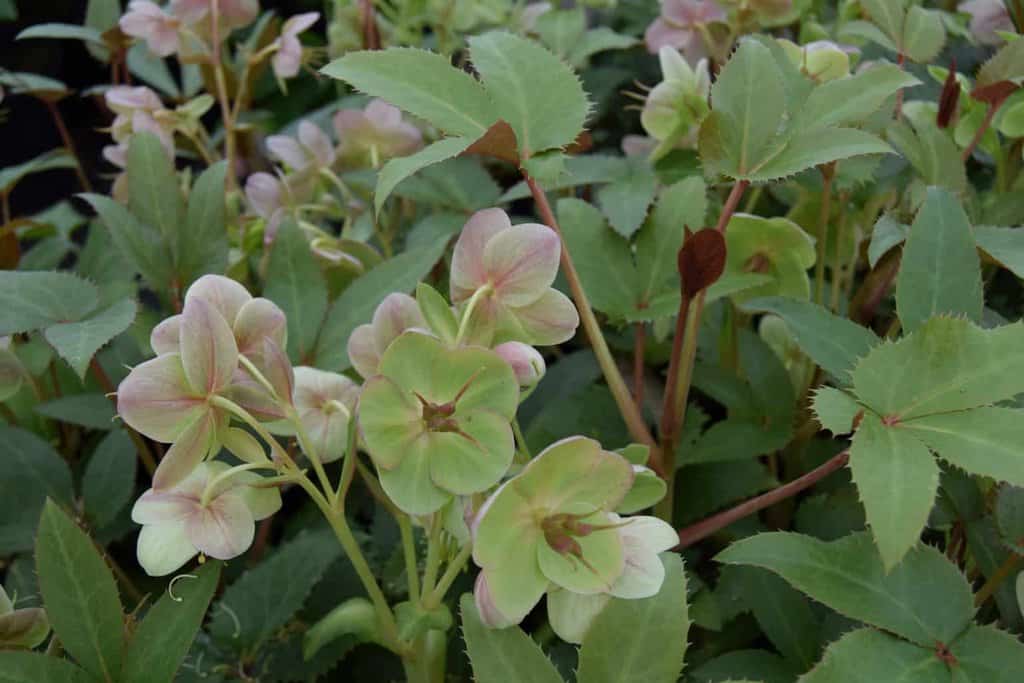 Helleborus x sternii ---